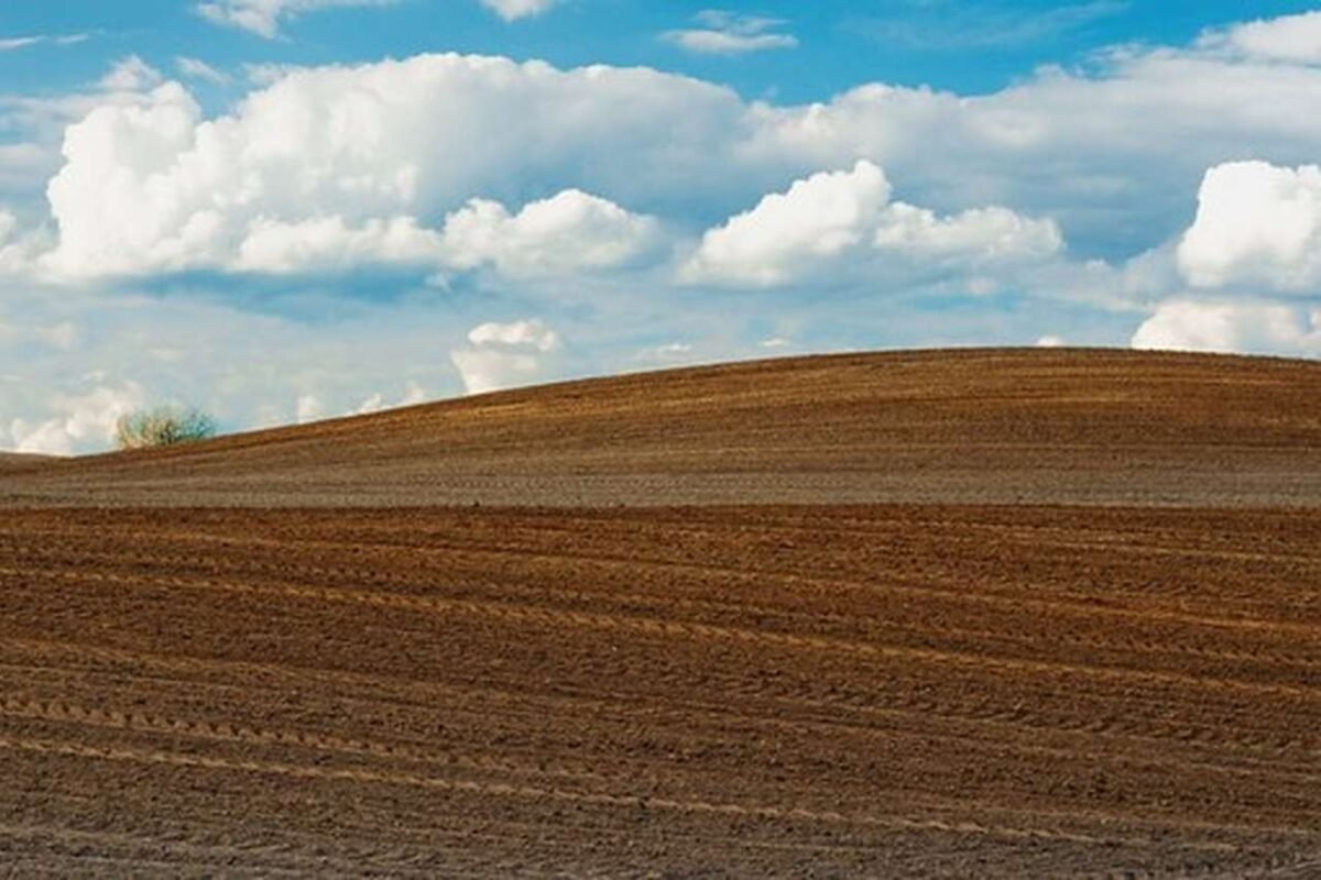 Augalininkystė